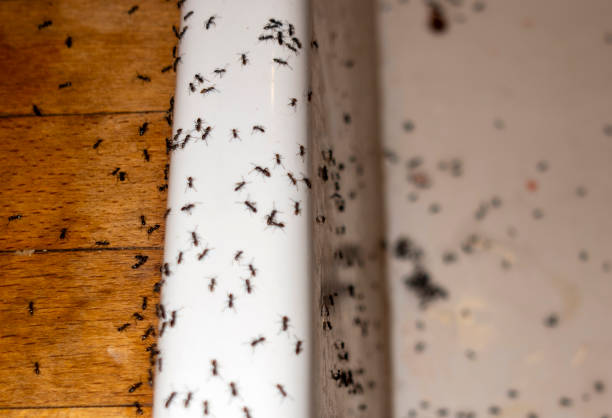 Best Pest Removal Services  in North Caldwell, NJ
