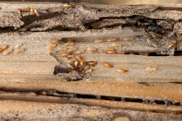 Best Pest Inspection Near Me  in North Caldwell, NJ